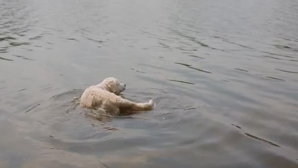 Happy Labrador pływanie w stawie — Wideo stockowe