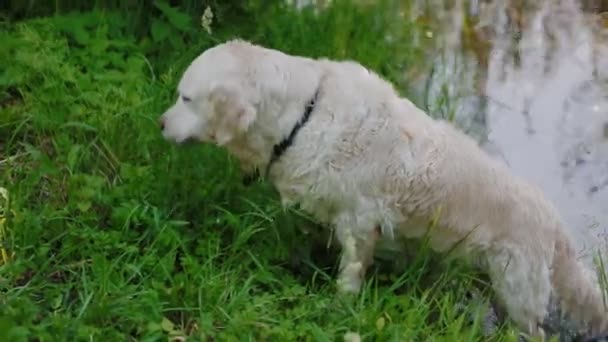 Volwassen Labrador eten vers gras — Stockvideo