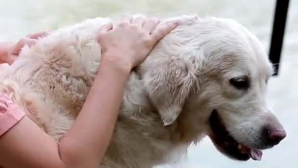 Mujer pey su labrador — Vídeos de Stock