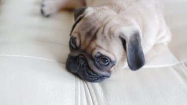 Uykulu köpek yavrusu belgili tanımlık pug