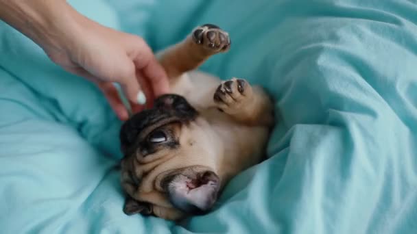 Filhote de cachorro o pug no cobertor azul — Vídeo de Stock