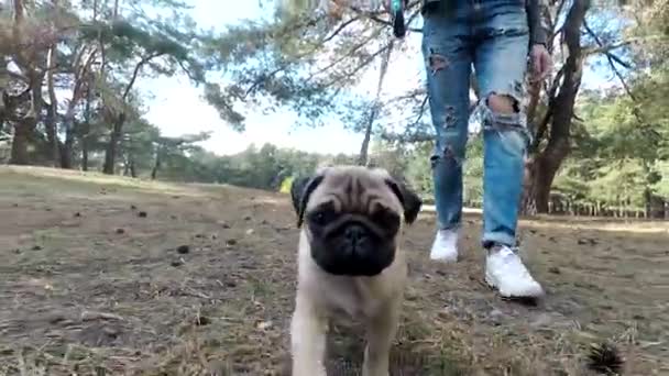 Štěně Pug chodící do lesa — Stock video
