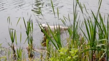 Mutlu labrador havuzda yüzme