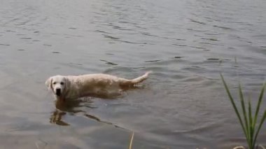 Mutlu labrador havuzda yüzme