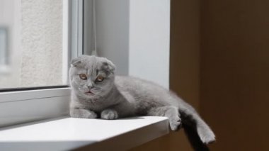 Pencere de lop kulaklı İngiliz kedi yavrusu