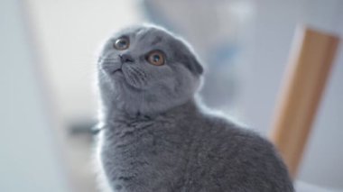 Gri lop kulaklı İngiliz kedi yavrusu portresi