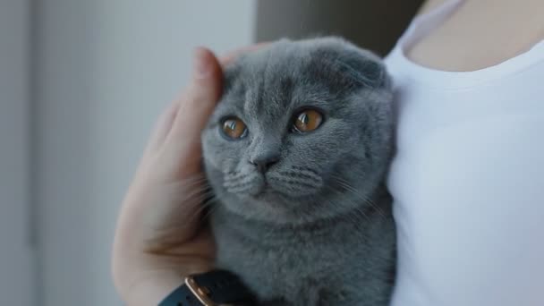女性は彼女の腕の中に座っている彼女のロップ耳の英国の灰色の子猫をペット — ストック動画