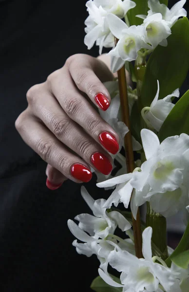 Elegante manicura roja femenina sobre un fondo de una hermosa flor blanca —  Fotos de Stock