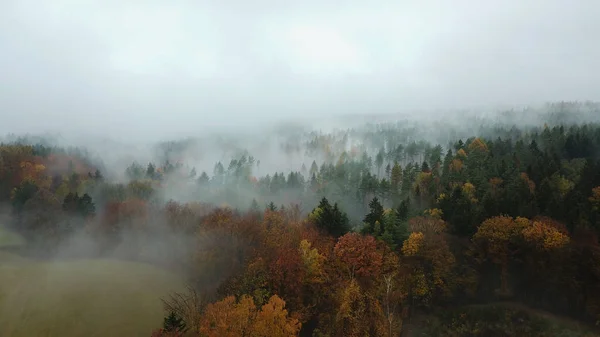 Arbres d'automne dans la brume du matin — Photo