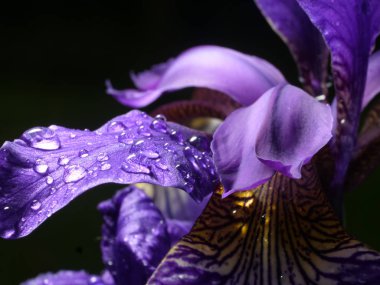 Iris closeup, su damlası, menekşe yaprakları, siyah arka plan