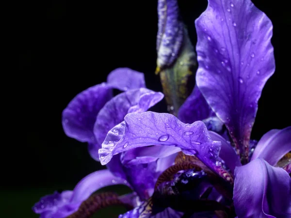 Primo piano dell'iride, goccia d'acqua, foglie viola, fondo nero — Foto Stock