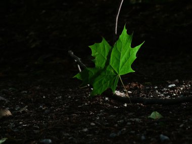 tek yeşil terk orman, arka ışık