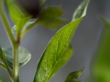 Arka ışıkla şeffaf yeşil bıçak, arka plan