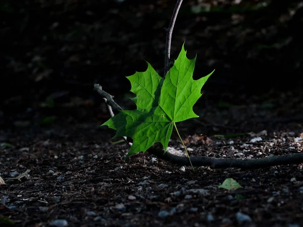 Enda gröna lämna skogen, tillbaka ljus — Stockfoto