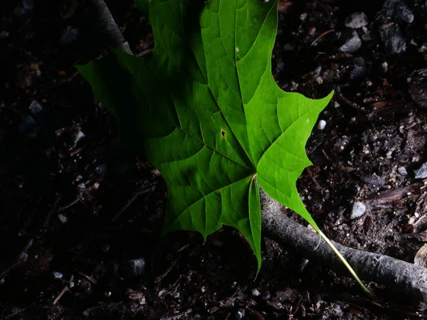 Enda gröna lämna skogen, tillbaka ljus — Stockfoto