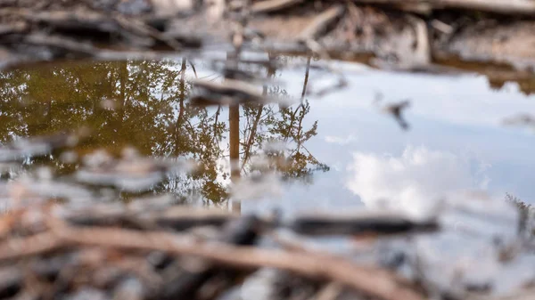 Charcos oscuros en el bosque, deforestados, árboles reflejados en la superficie del agua — Foto de Stock