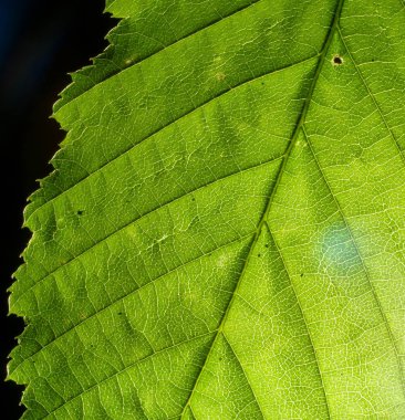 Arka ışıkla şeffaf yeşil bıçak, arka plan