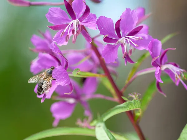küçük mor çiçek bahçe yeşil arka plan kapalı