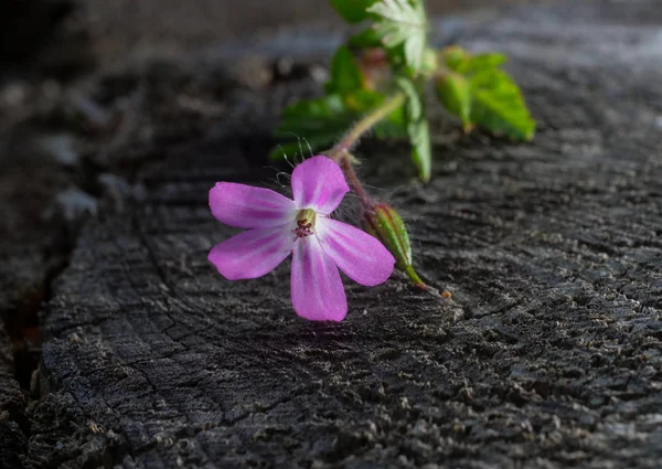 Petite fleur fermée forêt pourpre — Photo