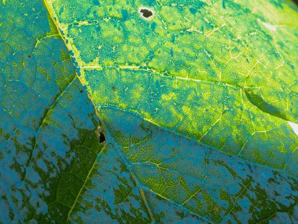 Grönt blad transparent med bakljus, bakgrund — Stockfoto