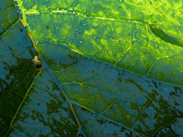 Grönt blad transparent med bakljus, bakgrund — Stockfoto