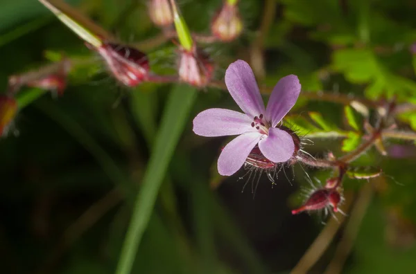 Liten blomma stängt upp skogen — Stockfoto