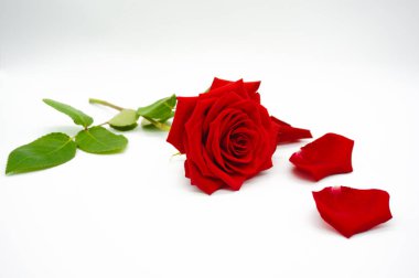 Beyaz arka planda yaprakları ile Scarlet gül