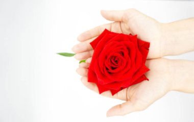 Beyaz arka planda kızıl gül ile eller