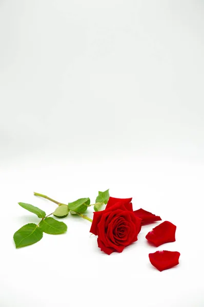 Алая роза с лепестками на белом фоне — стоковое фото