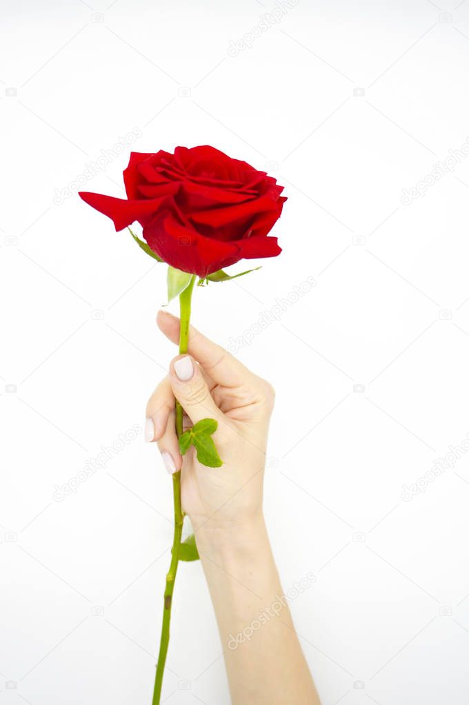 Hand with beautiful scarlet rose on white background