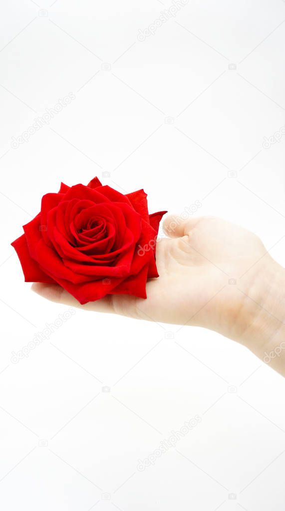 Hand with beautiful scarlet rose on white background