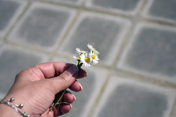 Five little daisies in woman\'s hand, small bouquet of daisies on