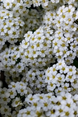 Çiçek panoraması. Küçük beyaz çiçeklerin Çalısı