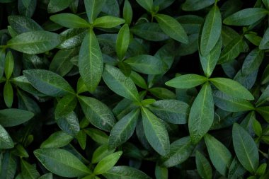 Sulu koyu yeşil yaprakların arka planı