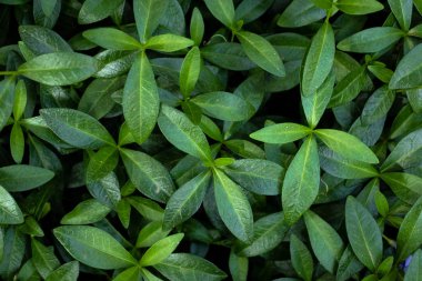 Sulu koyu yeşil yaprakların arka planı