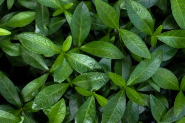 Sulu koyu yeşil yaprakların arka planı