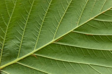 Parlak yeşil yapraklarından arka plan