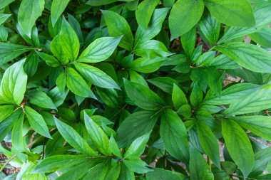 Sulu taze yeşil yaprakların arka planı