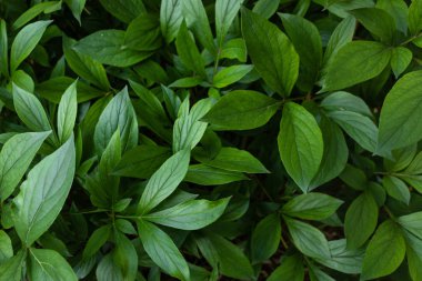 Sulu taze yeşil yaprakların arka planı