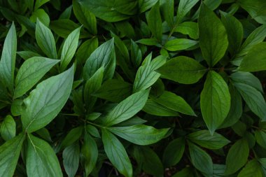 Sulu koyu yeşil yaprakların arka planı