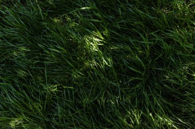 Yaz gününde yeşil çim arka plan