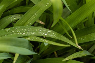 Genç çimenler üzerinde sabah çiy