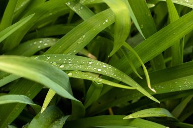 Genç çimenler üzerinde sabah çiy