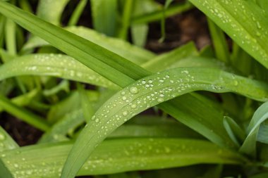 Genç çimenler üzerinde sabah çiy