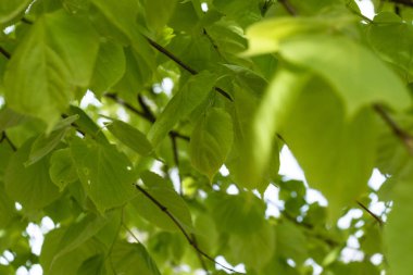Bahar yeşil yaprakları yakın