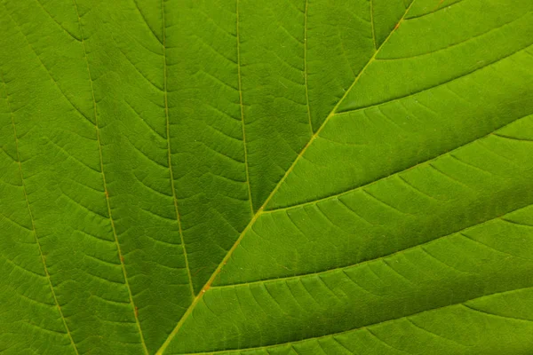 Våren Gröna Blad Närbild — Stockfoto