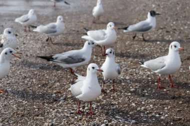 Kumda martılar. Seascape