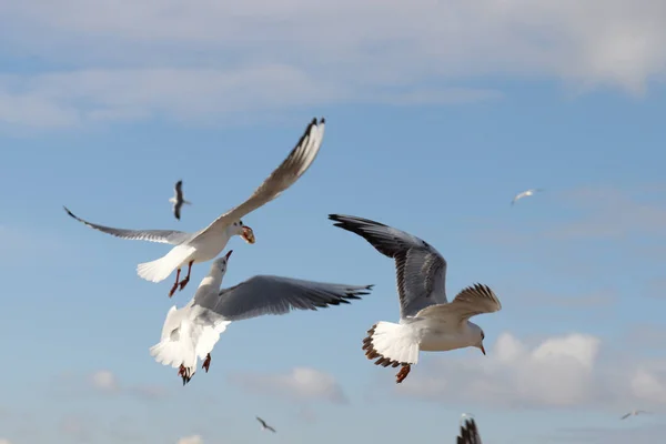 Perfect Seagulls Beautiful Blue Sky Clouds — Stock Photo, Image