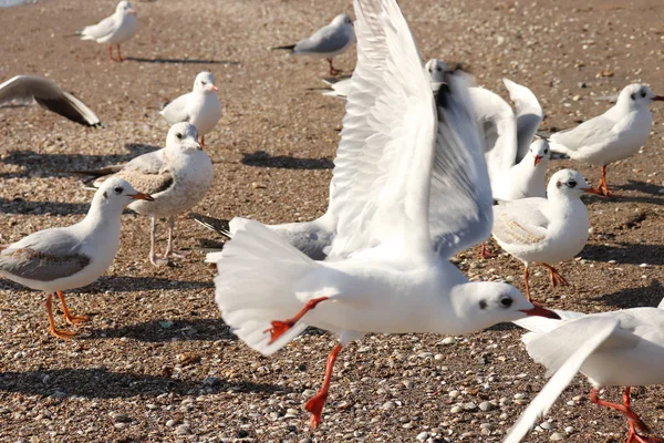 Gulls Sand Seascape — Stock Photo, Image