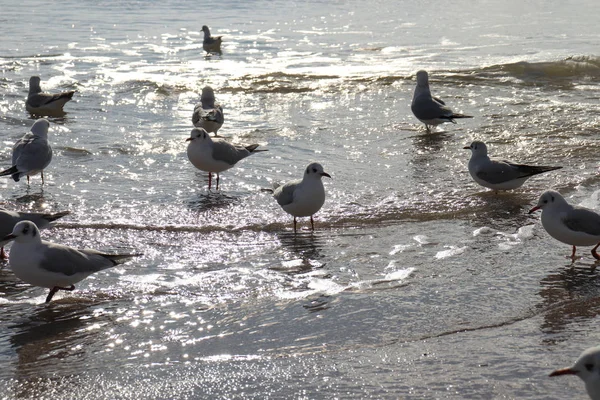 Gaivotas Areia Capa Mar — Fotografia de Stock